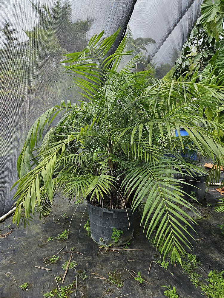 dypsis-lutescens-areca-palm
