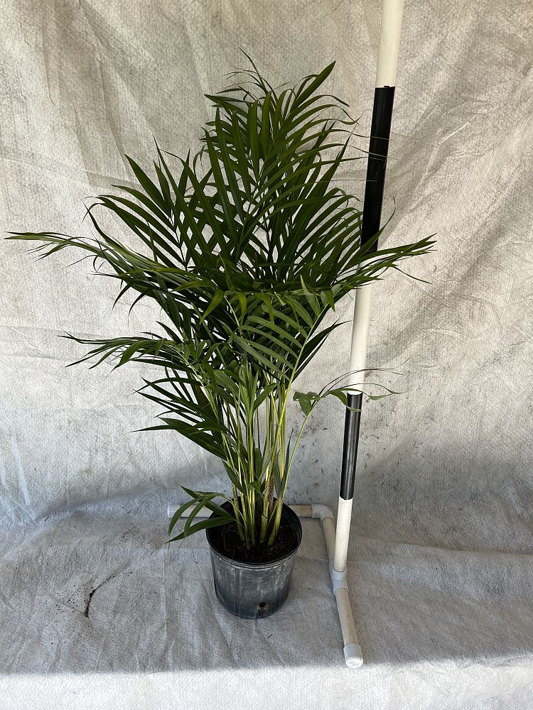dypsis-lutescens-areca-palm