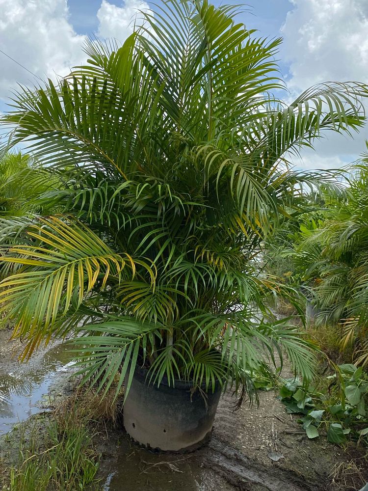 dypsis-lutescens-areca-palm