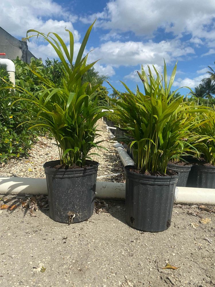dypsis-lutescens-areca-palm