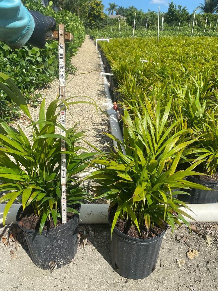 dypsis-lutescens-areca-palm