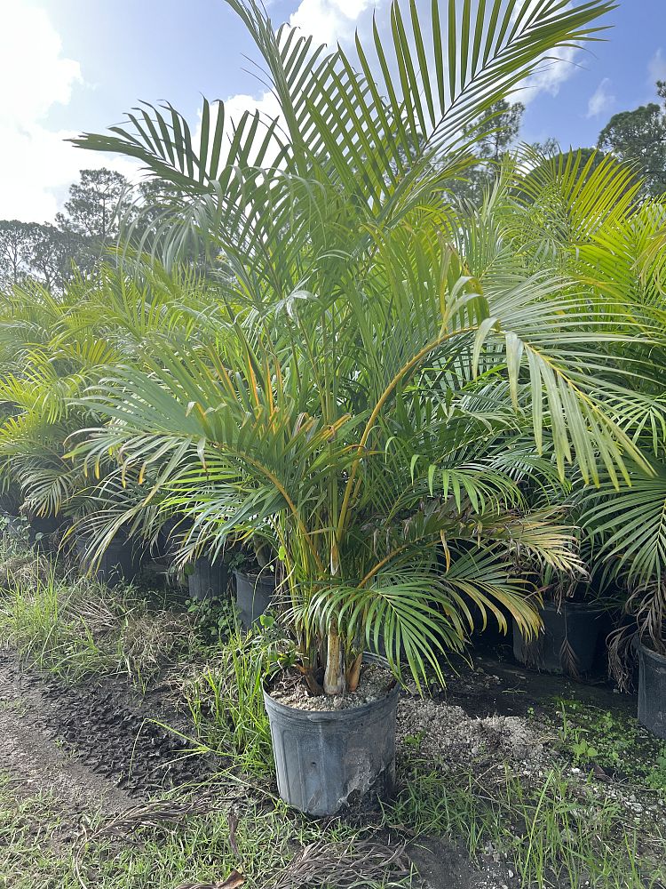 dypsis-lutescens-areca-palm