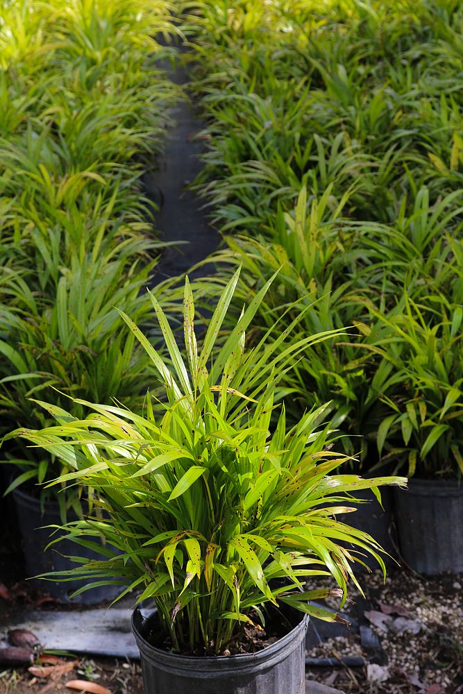 dypsis-lutescens-areca-palm