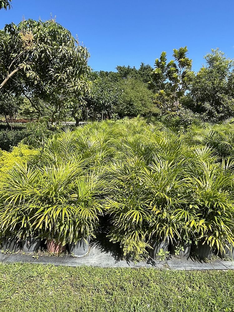 dypsis-lutescens-areca-palm