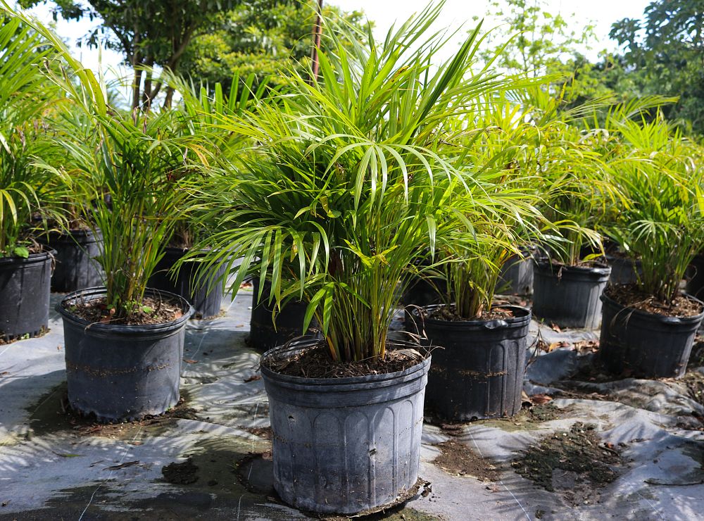 dypsis-lutescens-areca-palm