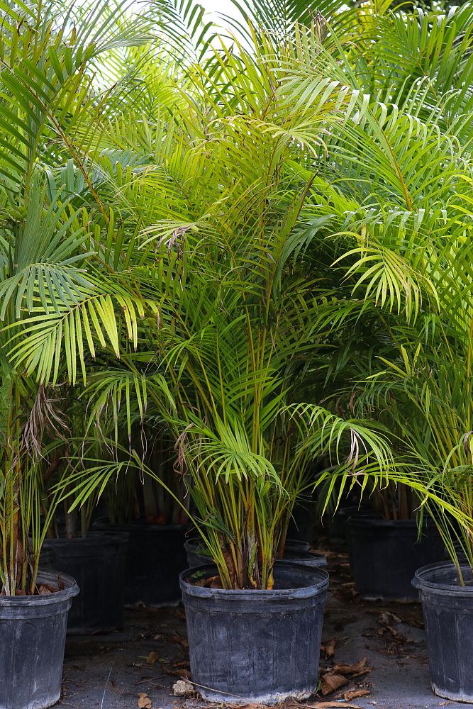 dypsis-lutescens-areca-palm