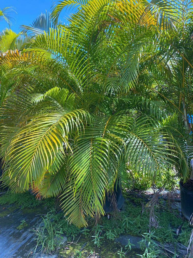 dypsis-lutescens-areca-palm