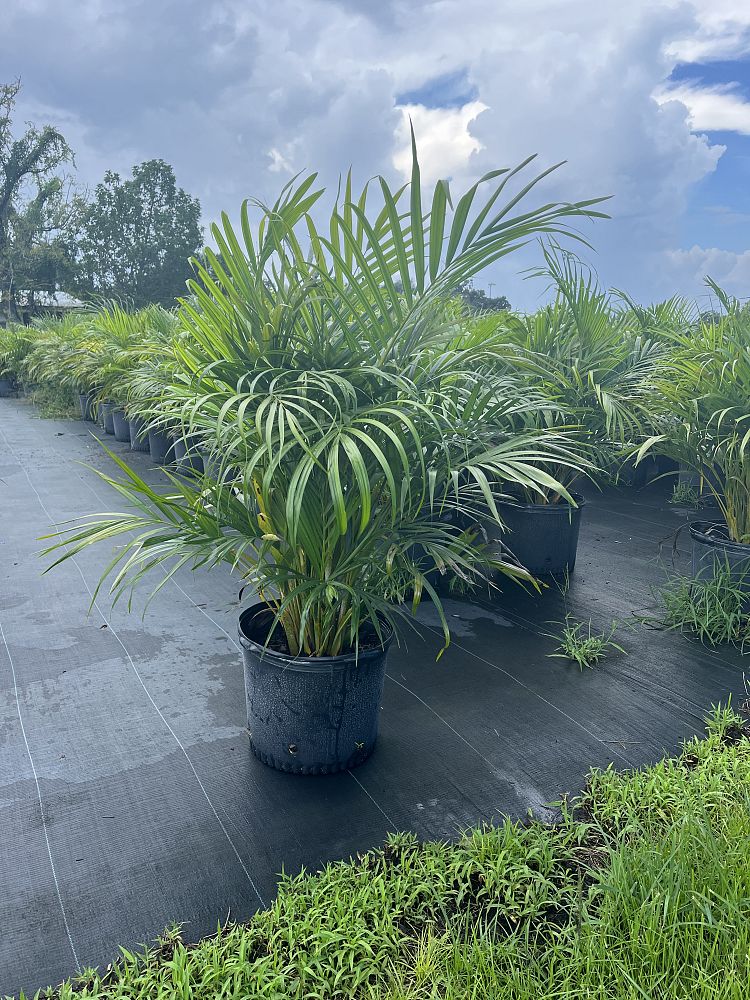 dypsis-lutescens-areca-palm