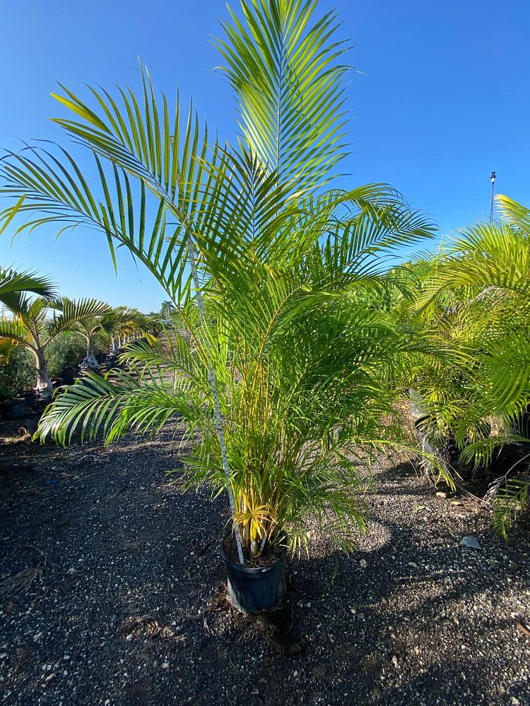 dypsis-lutescens-areca-palm