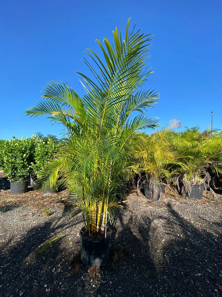 dypsis-lutescens-areca-palm