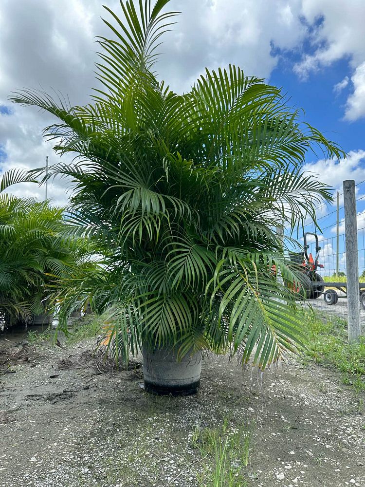 dypsis-lutescens-areca-palm