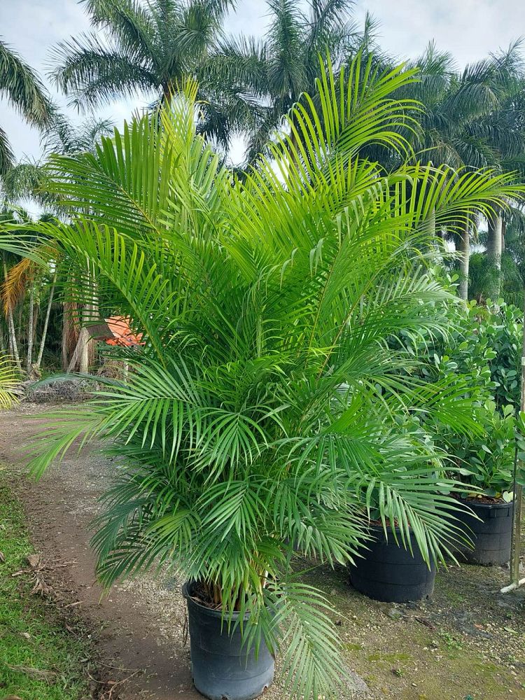 dypsis-lutescens-areca-palm