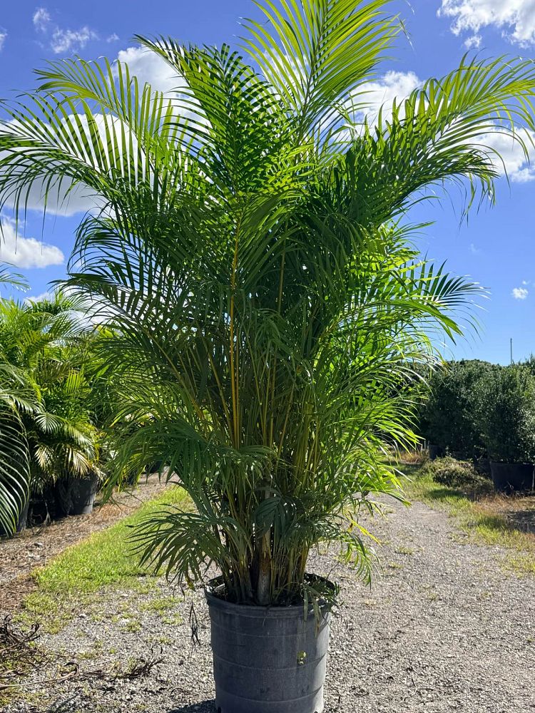 dypsis-lutescens-areca-palm