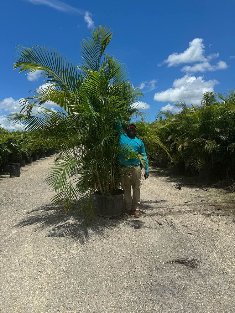 dypsis-lutescens-areca-palm
