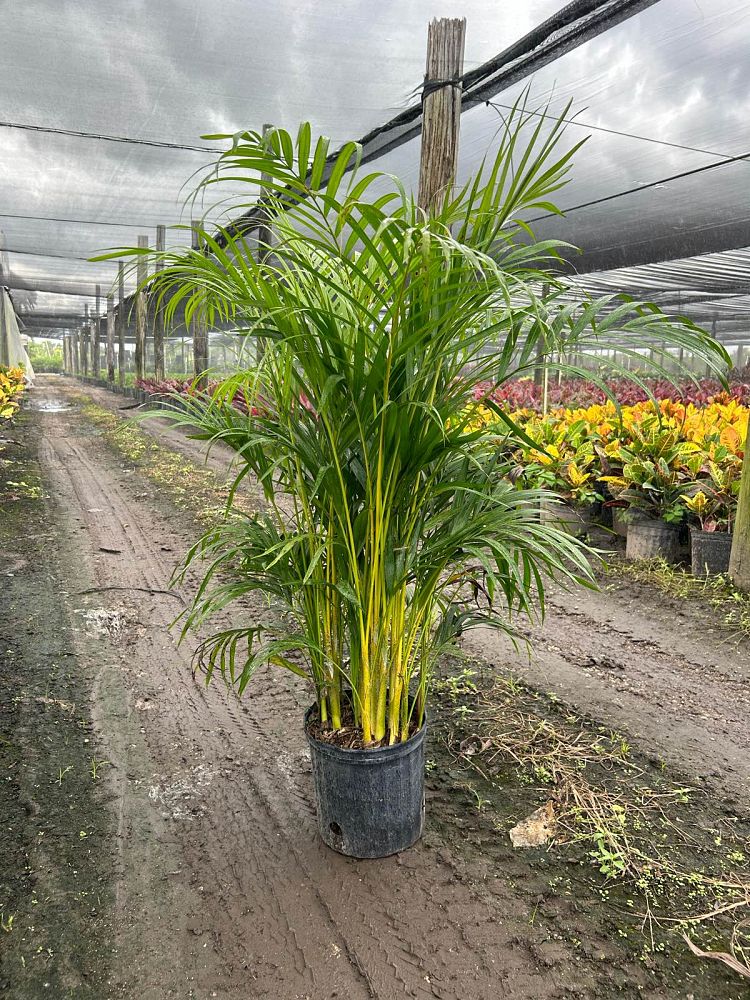 dypsis-lutescens-areca-palm