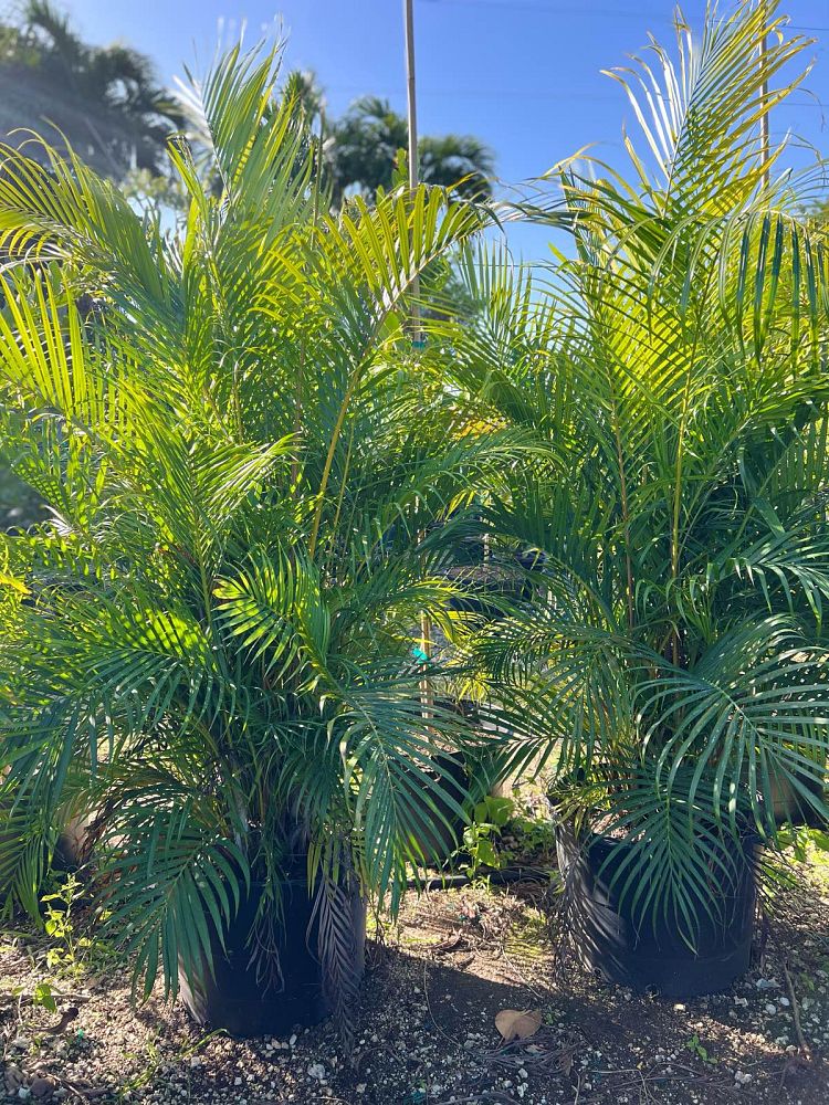 dypsis-lutescens-areca-palm