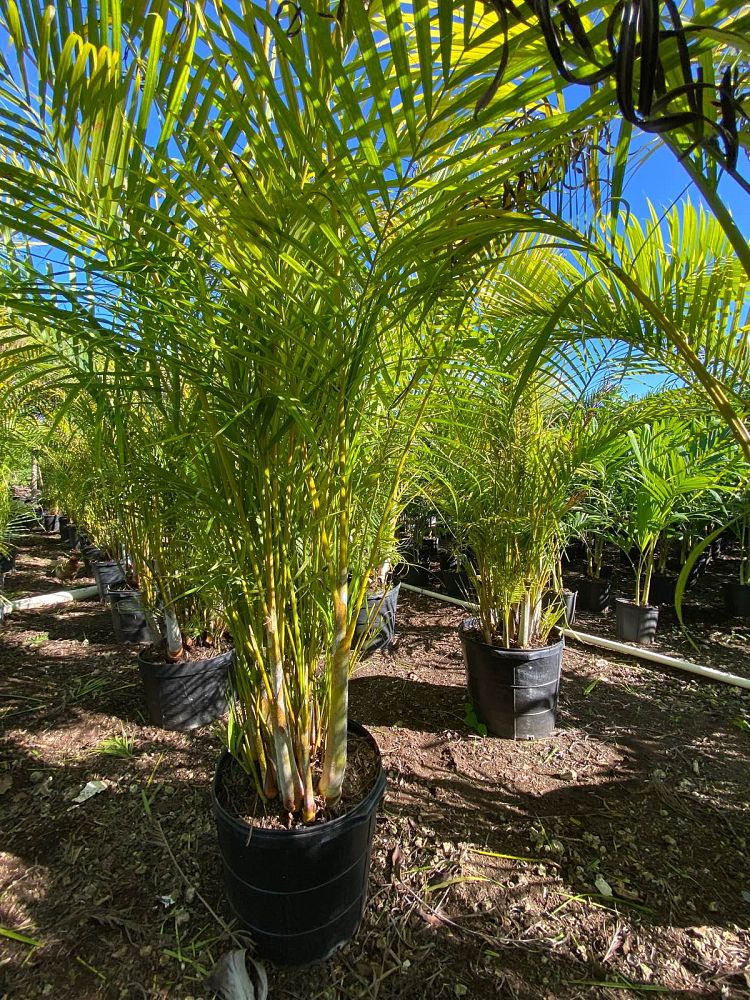 dypsis-lutescens-areca-palm