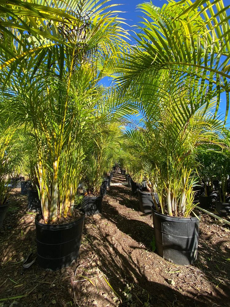 dypsis-lutescens-areca-palm