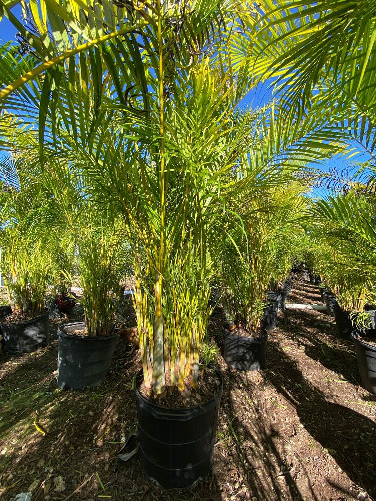 dypsis-lutescens-areca-palm