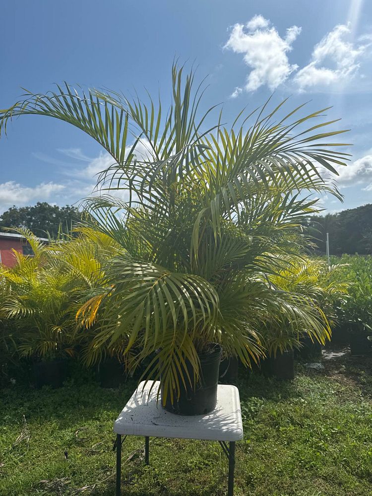 dypsis-lutescens-areca-palm
