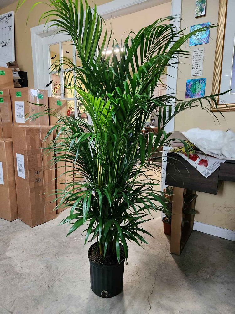 dypsis-lutescens-areca-palm