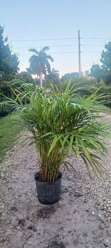 dypsis-lutescens-areca-palm