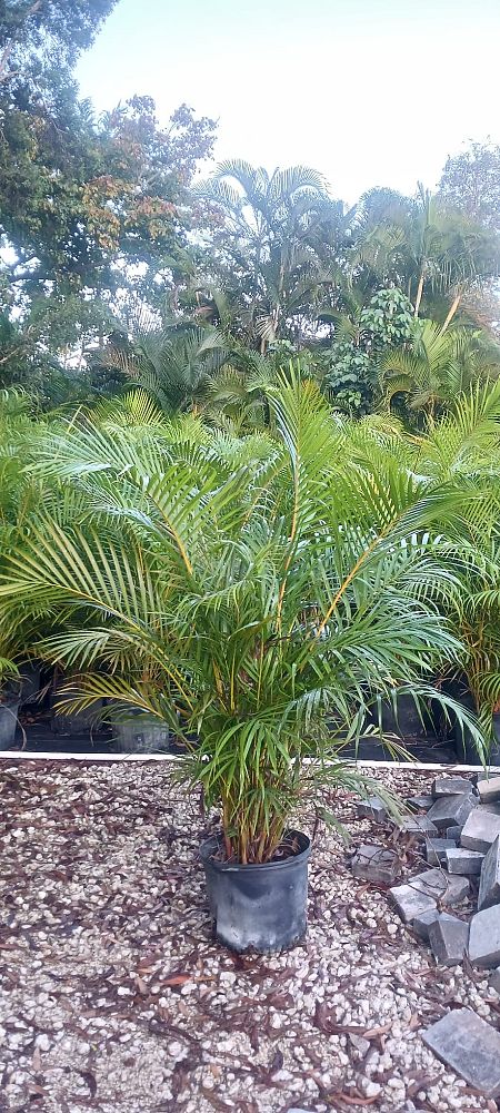 dypsis-lutescens-areca-palm