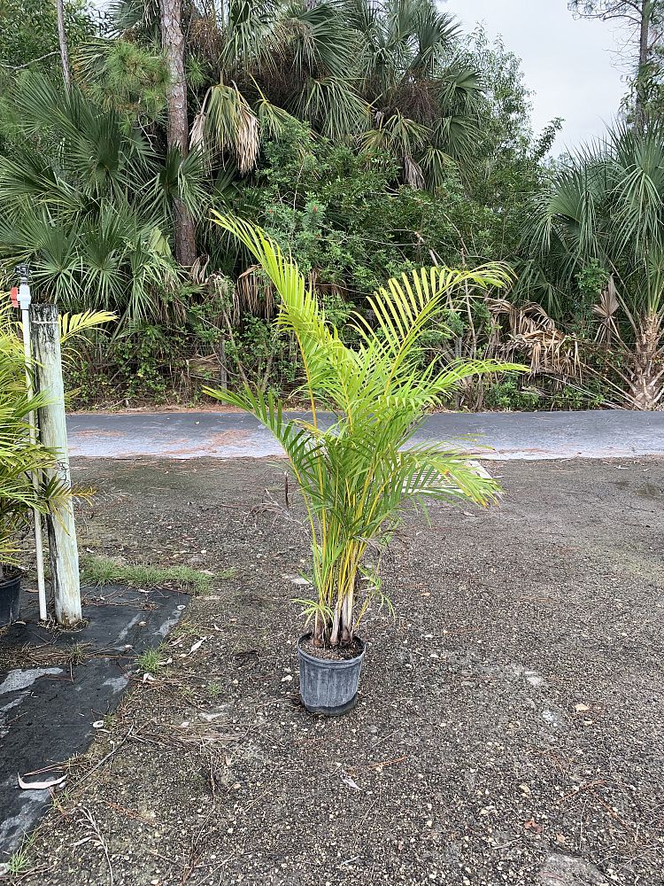 dypsis-lutescens-areca-palm