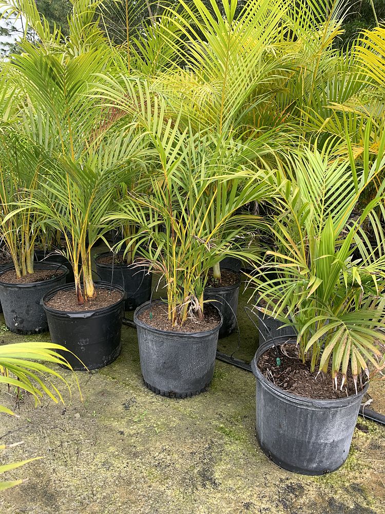 dypsis-lutescens-areca-palm