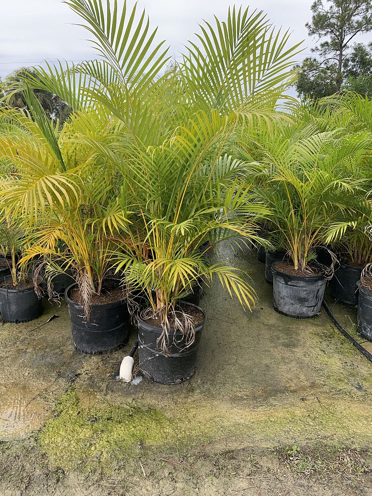 dypsis-lutescens-areca-palm