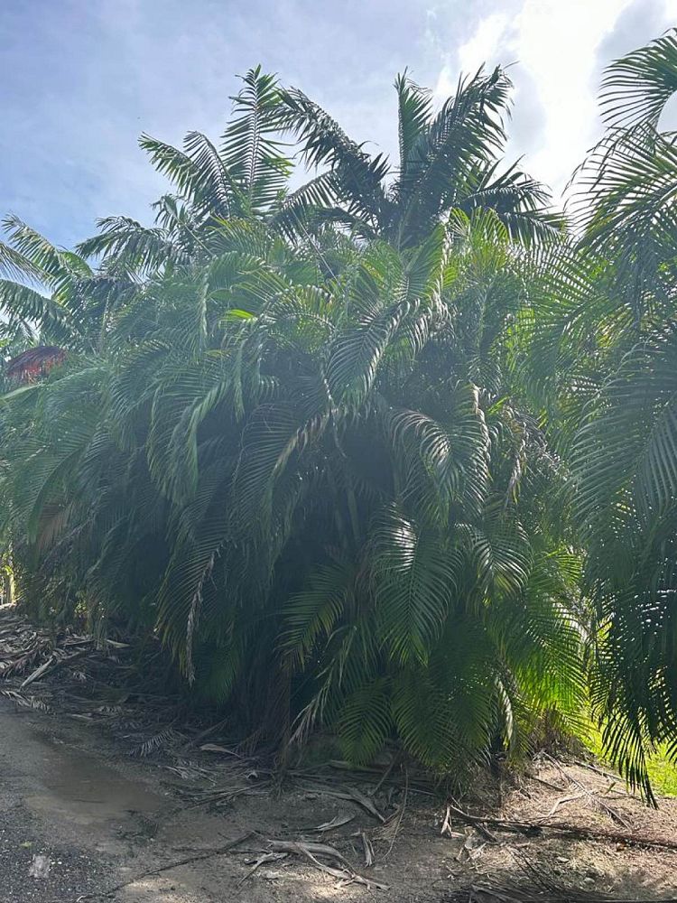 dypsis-lutescens-areca-palm