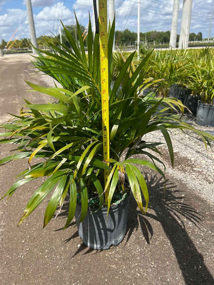 dypsis-lutescens-areca-palm