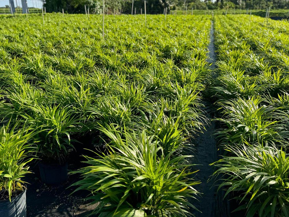 dypsis-lutescens-areca-palm