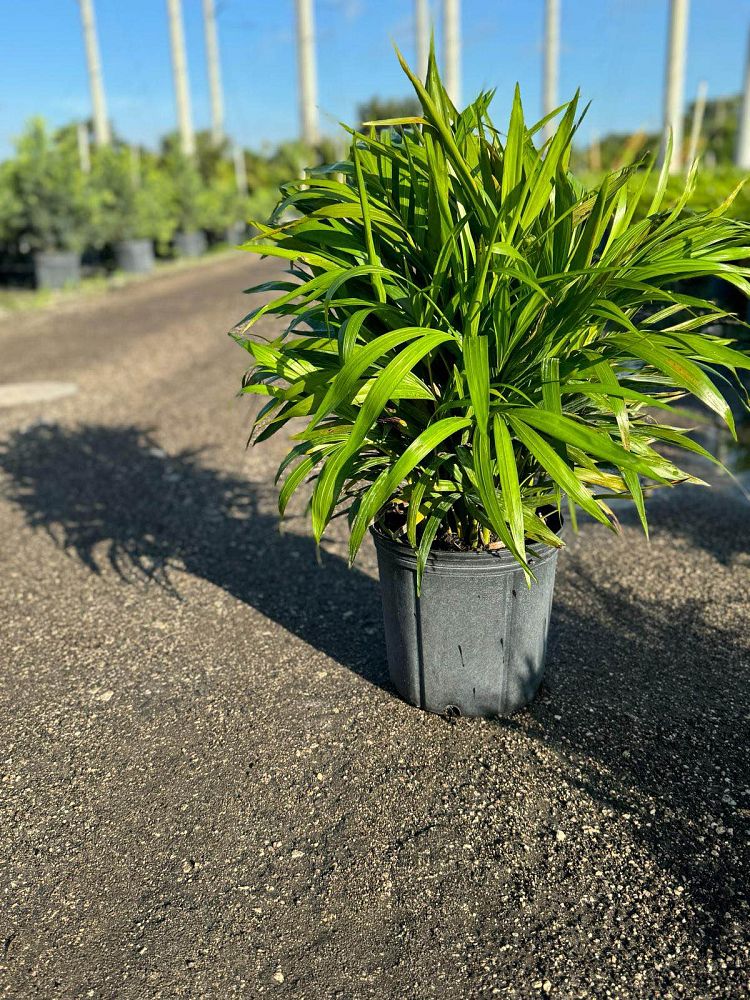 dypsis-lutescens-areca-palm