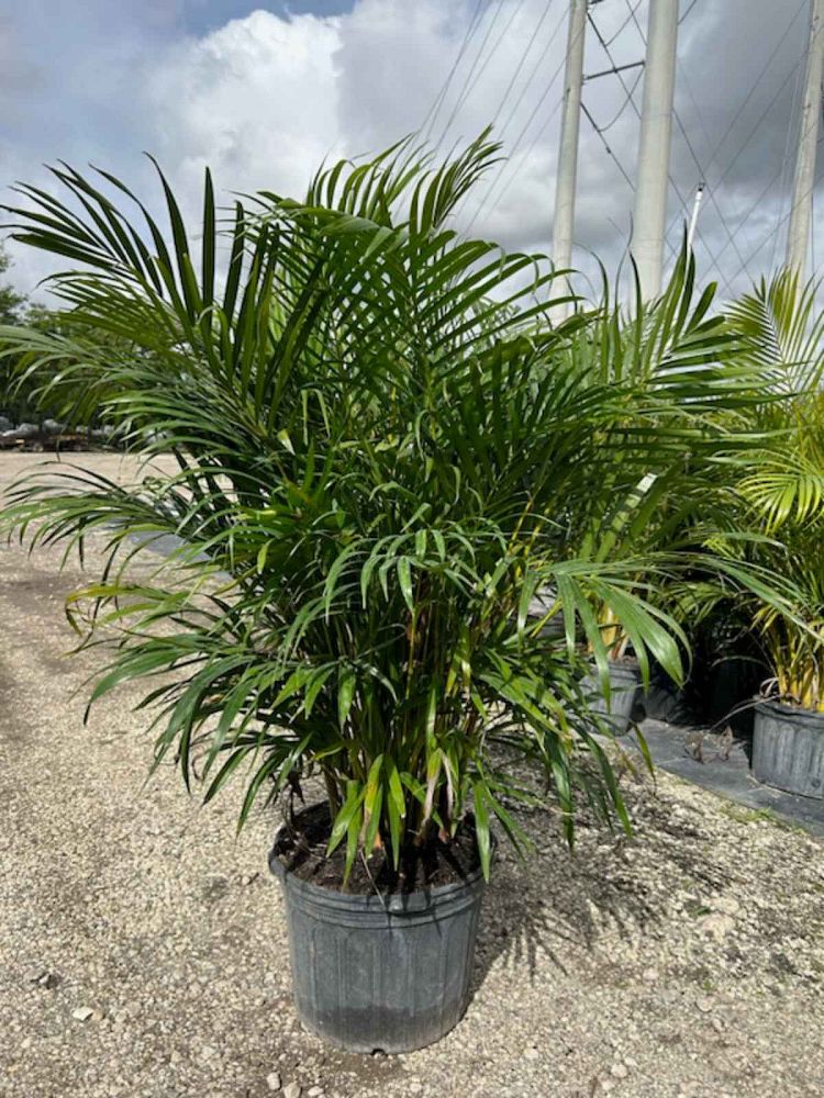 dypsis-lutescens-areca-palm