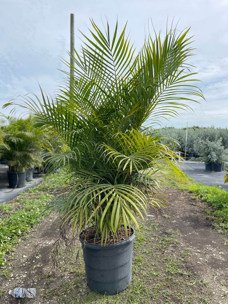 dypsis-lutescens-areca-palm
