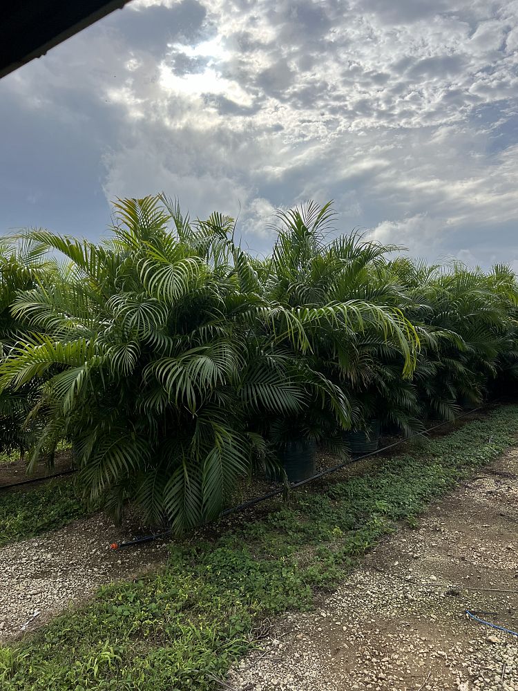 dypsis-lutescens-areca-palm