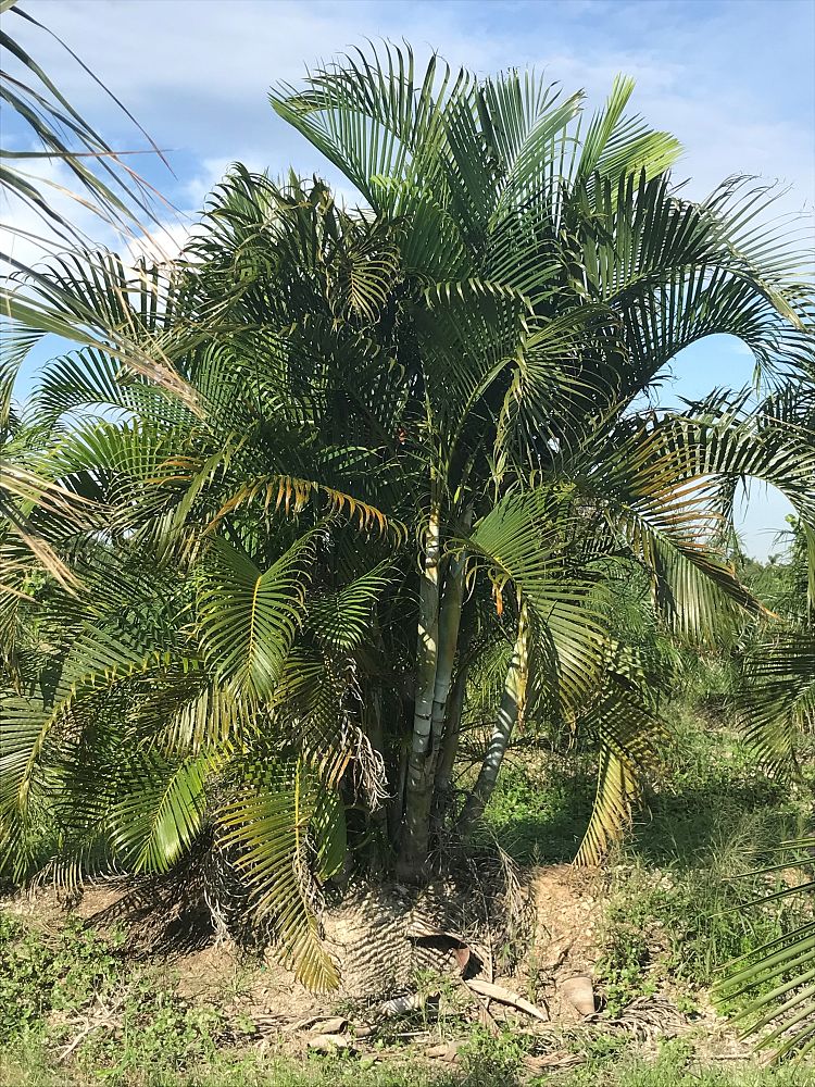 dypsis-lutescens-areca-palm