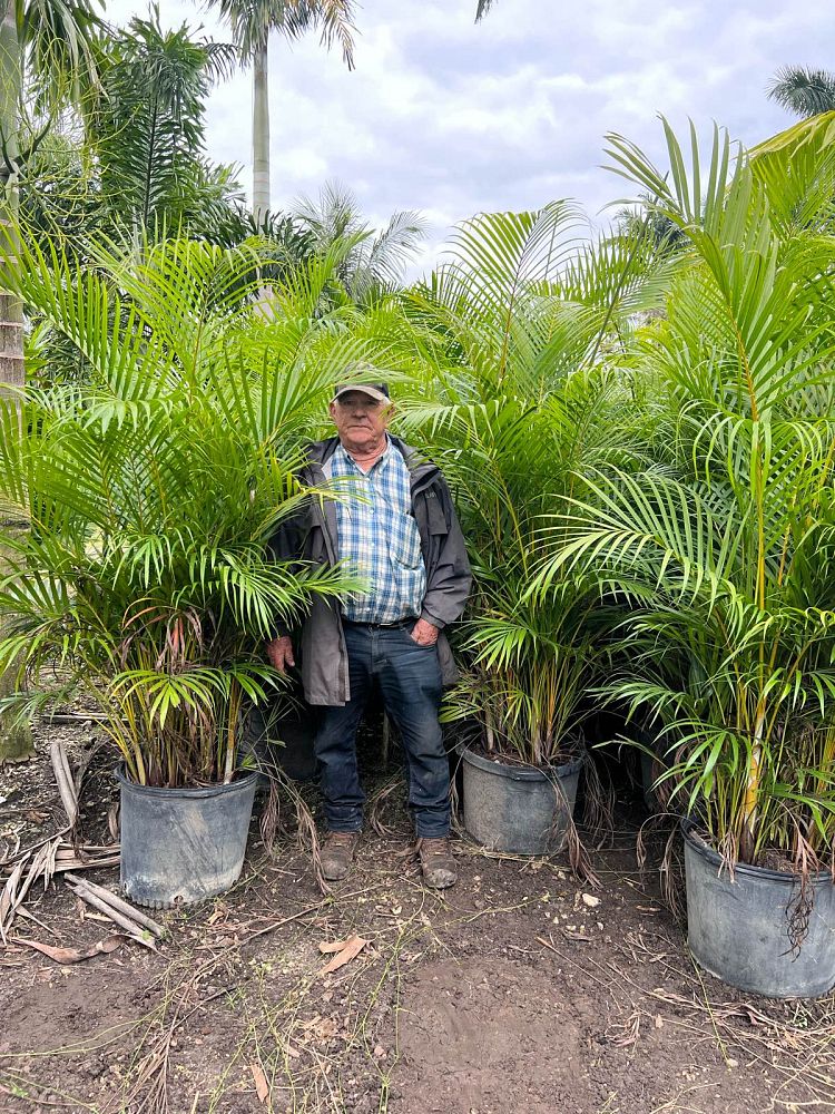 dypsis-lutescens-areca-palm