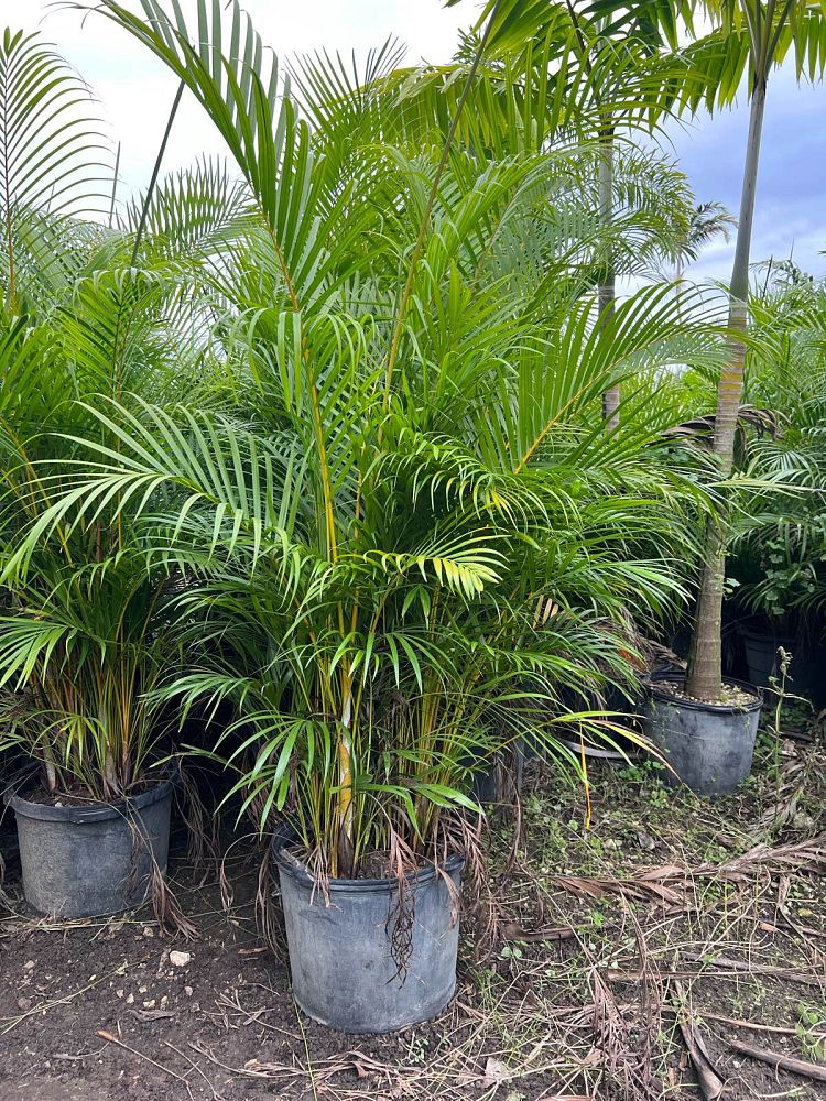 dypsis-lutescens-areca-palm