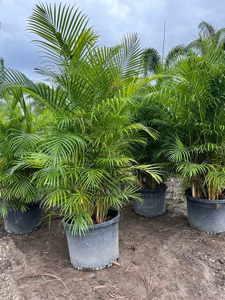 dypsis-lutescens-areca-palm