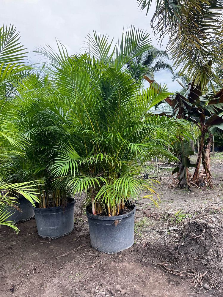 dypsis-lutescens-areca-palm