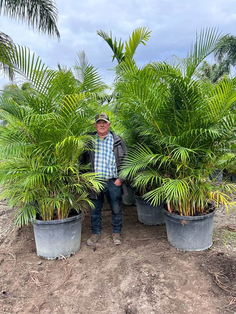 dypsis-lutescens-areca-palm