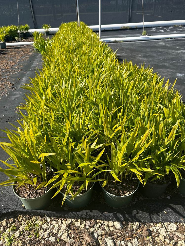 dypsis-lutescens-areca-palm