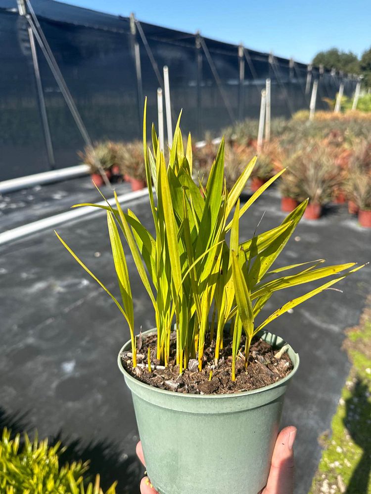 dypsis-lutescens-areca-palm