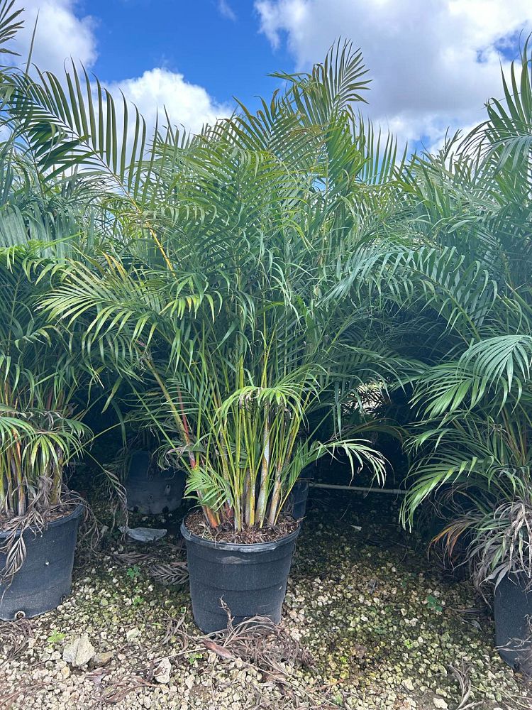 dypsis-lutescens-areca-palm