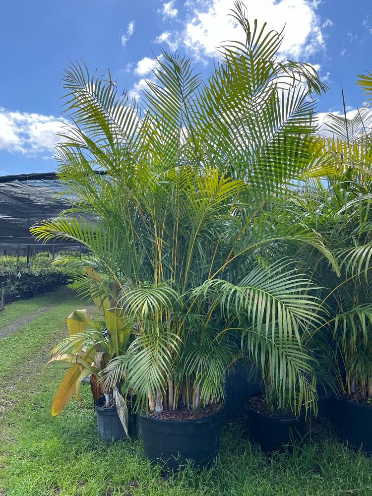 dypsis-lutescens-areca-palm