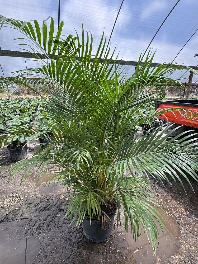 dypsis-lutescens-areca-palm