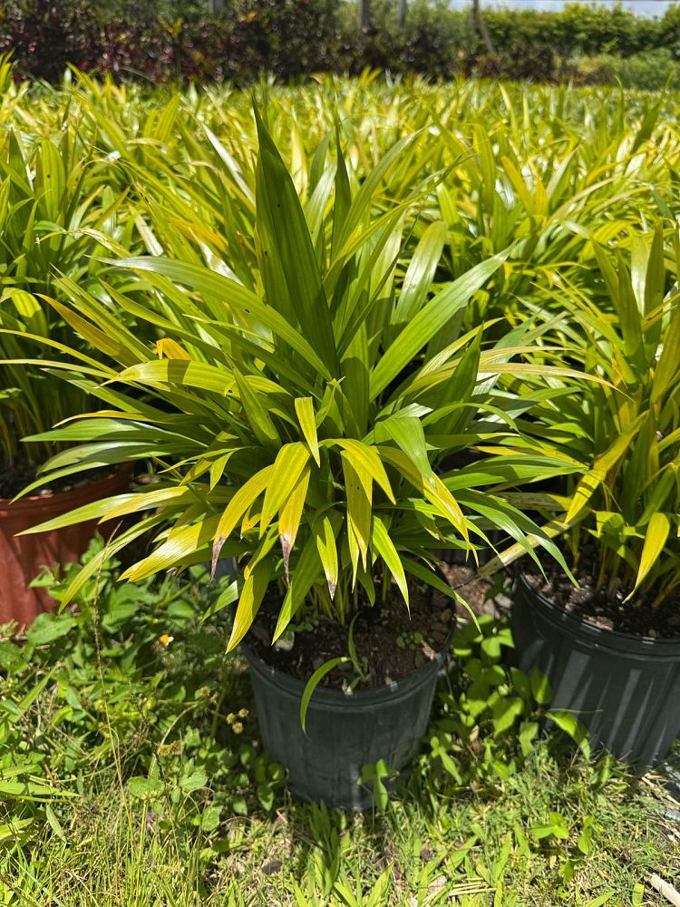 dypsis-lutescens-areca-palm