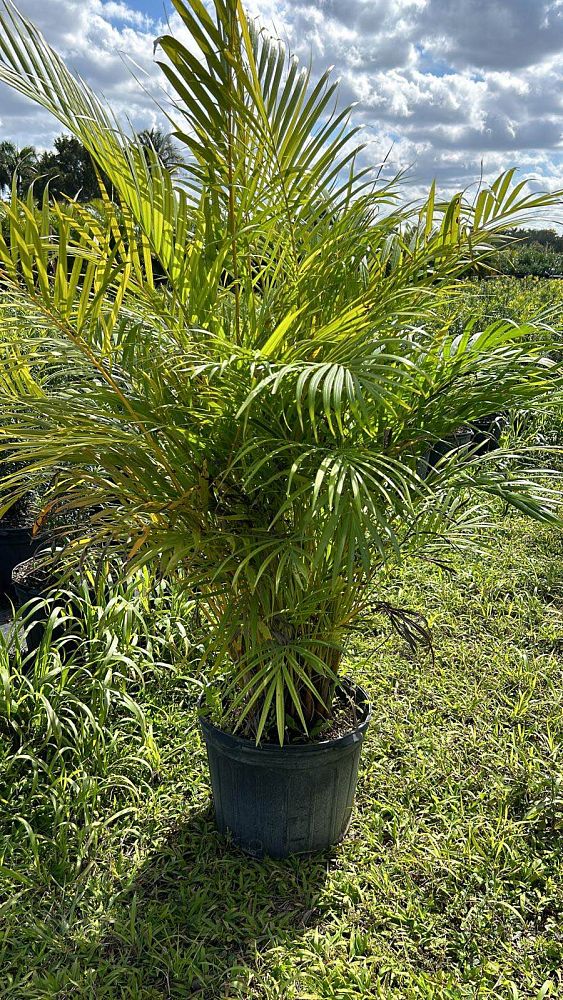 dypsis-lutescens-areca-palm